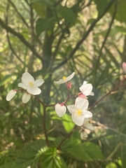 Begonia decandra