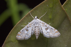 Parapoynx diminutalis