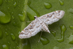 Parapoynx diminutalis