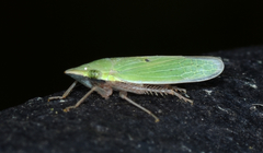 Draeculacephala bradleyi