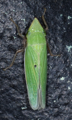 Draeculacephala bradleyi