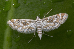 Parapoynx diminutalis