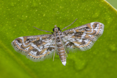 Parapoynx diminutalis