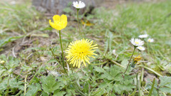Ochetellus glaber