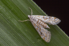 Parapoynx diminutalis