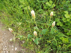 Trifolium incarnatum molinerii