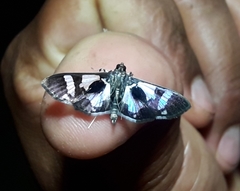 Desmia bajulalis