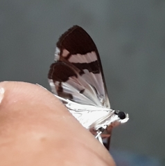 Desmia bajulalis
