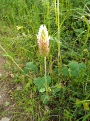 Trifolium incarnatum molinerii