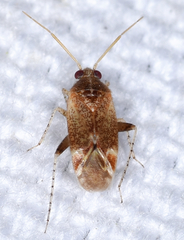 Hamatophylus guttulosus