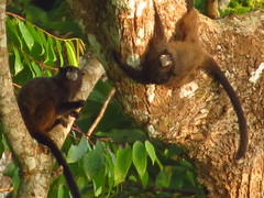 Saguinus fuscicollis