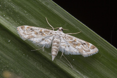 Parapoynx diminutalis