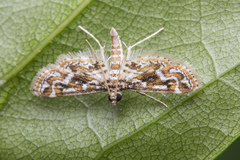 Parapoynx diminutalis