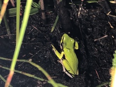 Litoria olongburensis
