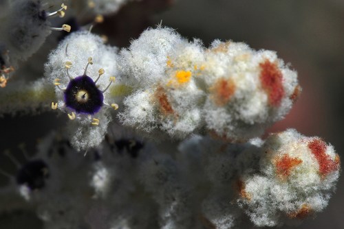 Lachnostachys eriobotrya (F.Muell.) Druce