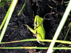 Litoria olongburensis