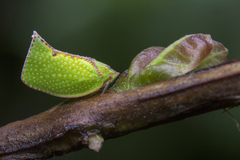 Salurnis marginella
