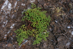 Euphorbia amplexicaulis