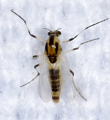 Cricotopus sylvestris
