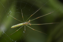 Tetragnatha hasselti