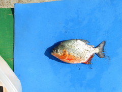 Pygocentrus nattereri