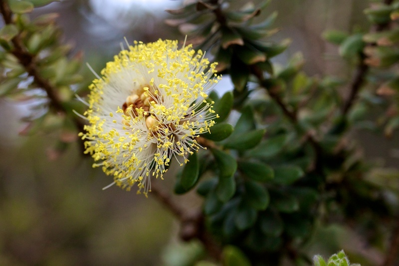 Melaleuca megacephala