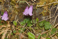 Soldanella pusilla