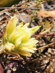 Castilleja affinis neglecta