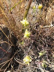 Castilleja affinis neglecta