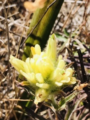 Castilleja affinis neglecta