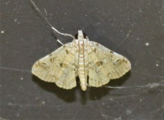 Elophila faulalis