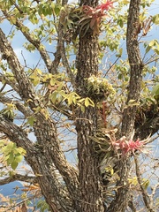 Tillandsia streptophylla
