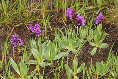 Primula deorum