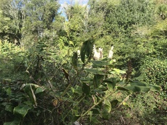 Hedychium gardnerianum