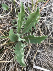 Crepis occidentalis