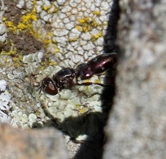 Omegasyrphus