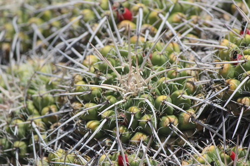 Image of Mammillaria compressa by (c) José Belem Hernández Díaz, some rights reserved (CC BY)