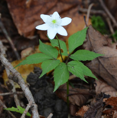 Anemonoides trifolia