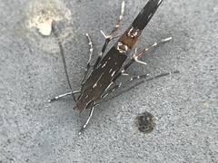 Cosmopterix pulchrimella