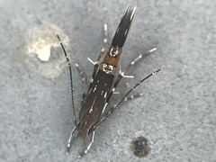 Cosmopterix pulchrimella