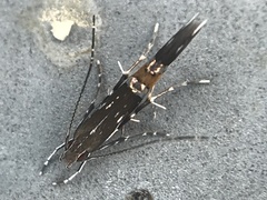 Cosmopterix pulchrimella