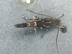 Cosmopterix pulchrimella