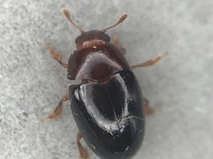 Pseudischyrus extricatus