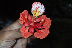 Delonix regia image