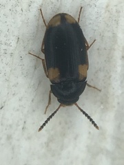 Mycetophagus serrulatus