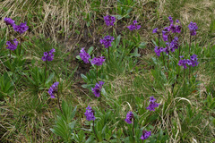 Primula deorum