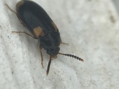 Mycetophagus serrulatus