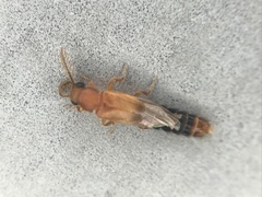 Distremocephalus texanus