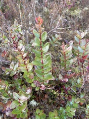 Gaultheria oppositifolia