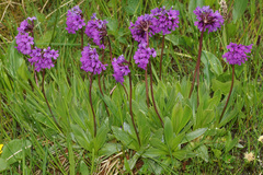 Primula deorum